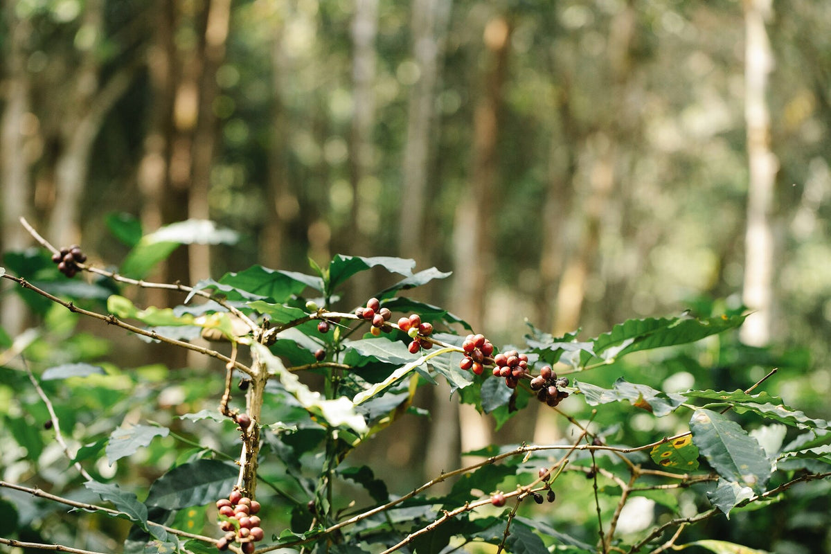 Ripe coffee cherry on the branch, growing under a shade canopy.